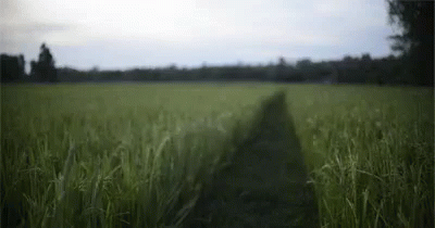 Tall Grass GIF - Tall Grass Field Grass Field GIFs