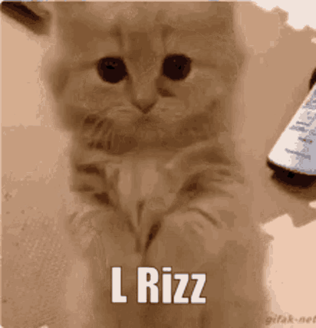 Rizz L Rizz GIF - Rizz L Rizz No Rizz GIFs