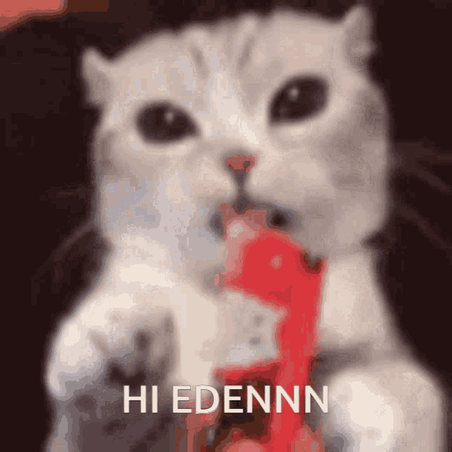 a white cat is holding a red object in its mouth and says hi edennn in the corner