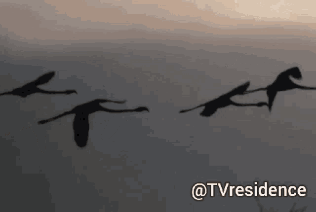 a flock of flamingos flying over a body of water with the words tvresidence below them