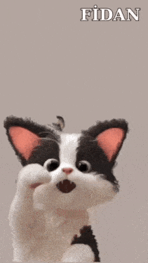 a black and white cat with the name fidan on the bottom right
