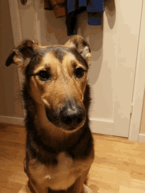 a brown and black dog looking at the camera