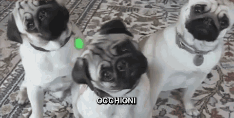 three pugs are standing next to each other on a rug with the word occhioni above them .