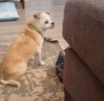 a dog is sitting on the floor in front of a couch looking at something .