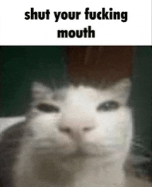 a close up of a cat with the words shut your fucking mouth written above it