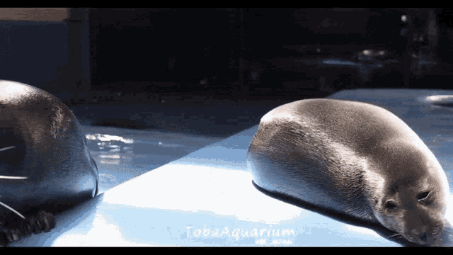Niko Toba Aquarium GIF - Niko Toba Aquarium Baikal Seal GIFs