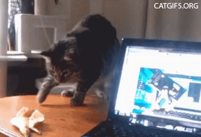 Cat Scared GIF - Cat Scared Jump GIFs