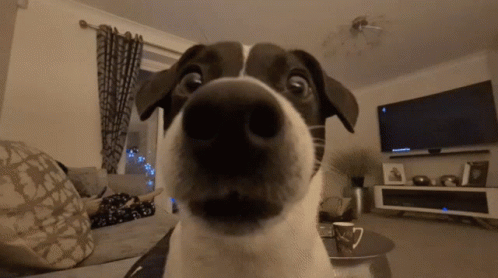 Dog Sniff GIF - Dog Sniff Stare GIFs