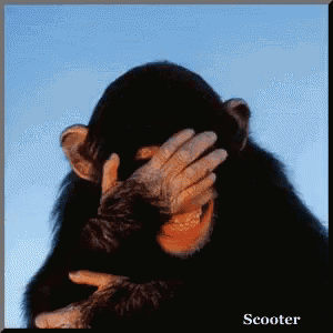 a picture of a chimpanzee covering its face with its hand with scooter written below it