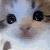 a close up of a cat 's face with a blurred background .