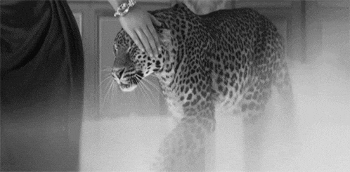 a person is petting a leopard in a black and white photo .