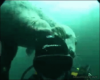 Scuba Diver Seal GIF - Scuba Diver Seal Water GIFs