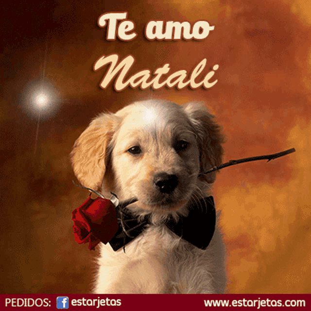 a puppy wearing a bow tie and holding a red rose