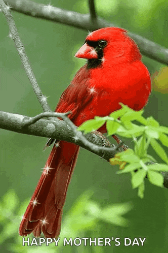 a red cardinal is perched on a tree branch with the words happy mother 's day written below it