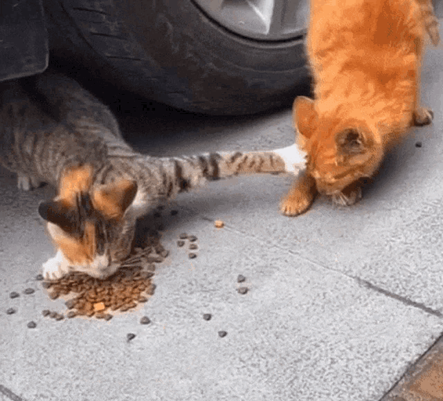 Cats Sharing Is Caring GIF - Cats Sharing Is Caring Nom Nom GIFs