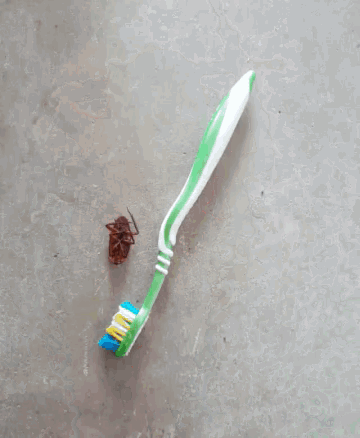 Toothbrush Cockcroach GIF - Toothbrush Cockcroach Germs GIFs