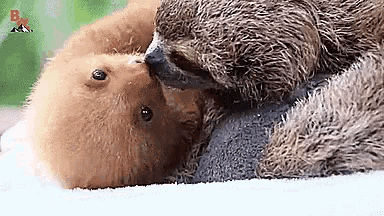 two sloths are laying on top of each other on a towel .