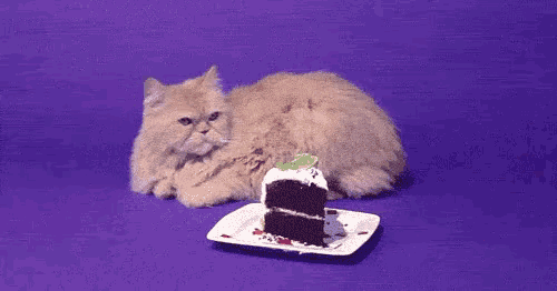 Birthday Cat Birthday Cake GIF - Birthday Cat Birthday Cake Birthday GIFs