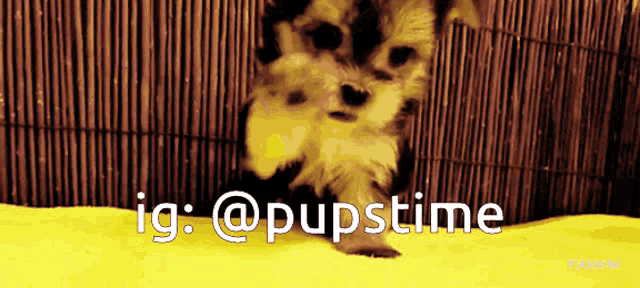 a picture of a puppy with the words ig @pupstime above it