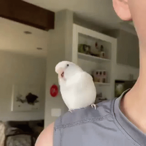 Parrot Parakeet GIF - Parrot Parakeet Wiggle GIFs