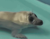 Baby Seal Baikal Seal GIF - Baby Seal Seal Baikal Seal GIFs