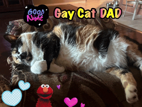 a calico cat is laying on a couch with a good night gay cat dad sticker