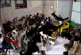 Too Many Cats GIF - Cats Cat Cat Lady GIFs