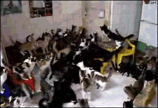 Too Many Cats GIF