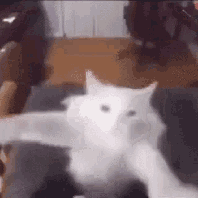 Cat Dance Cat GIF - Cat Dance Cat Epic GIFs