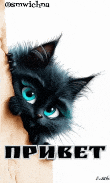 a black cat with blue eyes is peeking out from behind a wall and says " привет " on the bottom