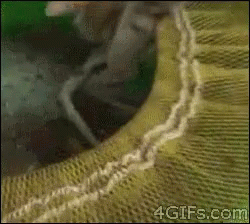Cat Octopus GIF