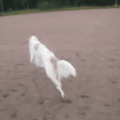 a white dog is running on a dirt field with trees in the background