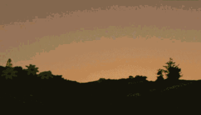 a silhouette of trees and flowers against a pink sky