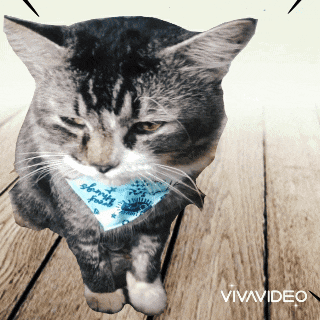 a cat wearing a blue bandana that says liberty fools