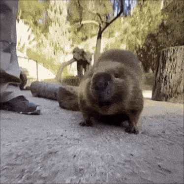 a beaver is walking on a dirt road next to a person 's foot .