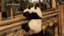 Panda Nope GIF - Panda Nope Push GIFs