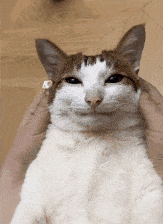 a person is petting a brown and white cat 's head