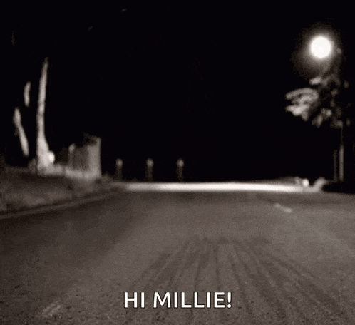 a raccoon on a leash is walking down a street at night and says hi millie
