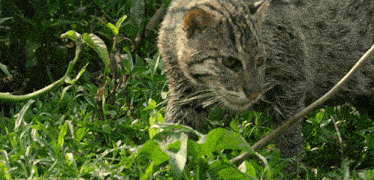 a cat is walking through the grass looking at the camera