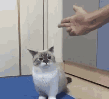 a person is pointing at a cat that is sitting on a blue mat on the floor .