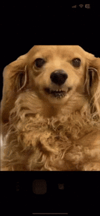 Dachshund Dog GIF - Dachshund Dog Growl GIFs