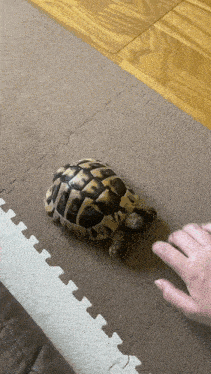 a person is petting a small tortoise on a carpeted floor .
