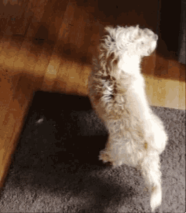 a small white dog standing on its hind legs on a rug