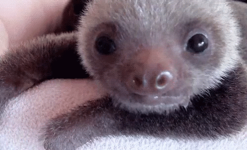 What Is This Thing? GIF - Sloth Baby GIFs
