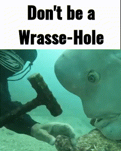 a poster that says " don t be a wrasse-hole "