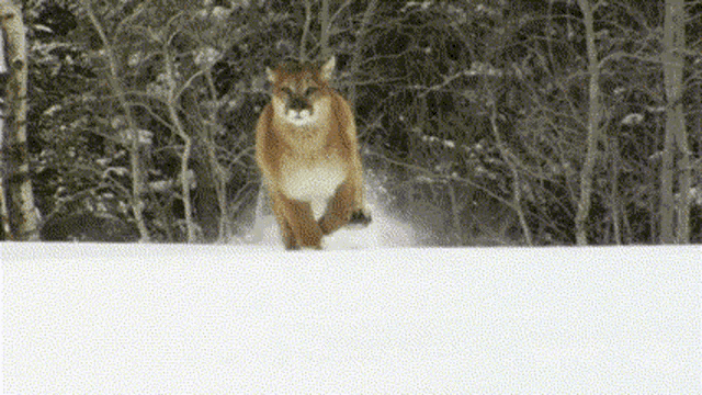 Mountain Lion Running GIF - Mountain Lion Running Animals GIFs