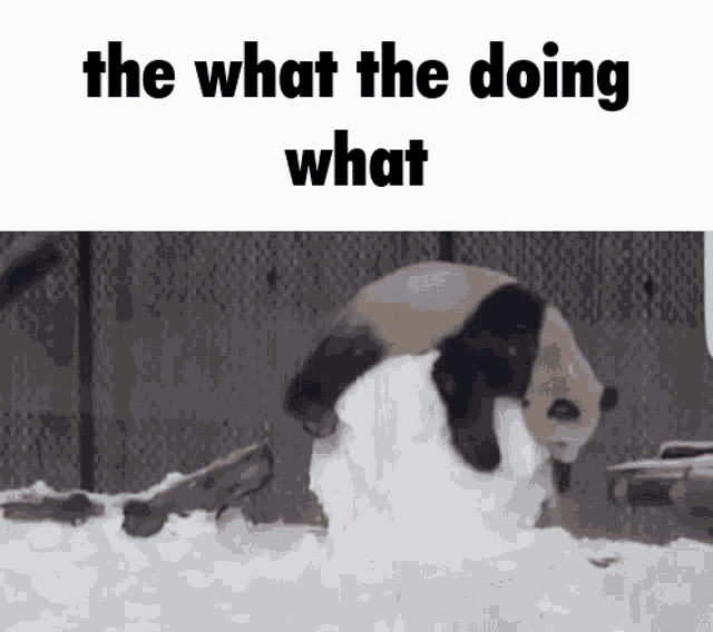The What The Doing What What The Dog Doin GIF