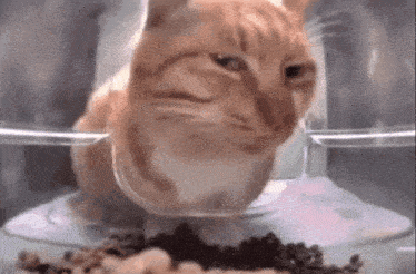 a cat is sitting in a bowl of food and looking at it .