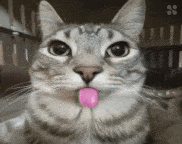 a cat with a pink tongue sticking out looks at the camera