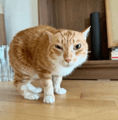 a cat is standing on a wooden floor and looking at the camera